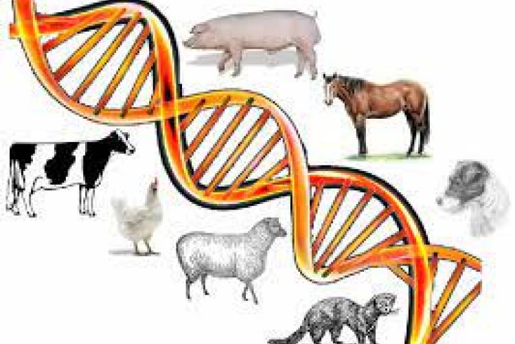 research on animal genetics